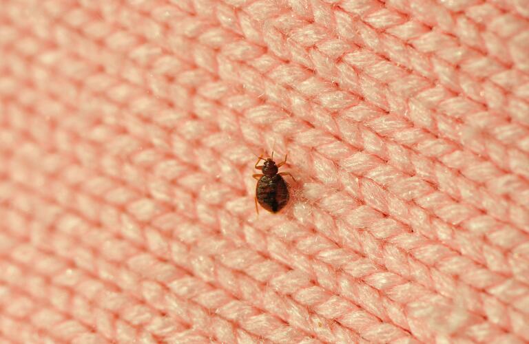 Close-up of bed bug on pink knit fabric