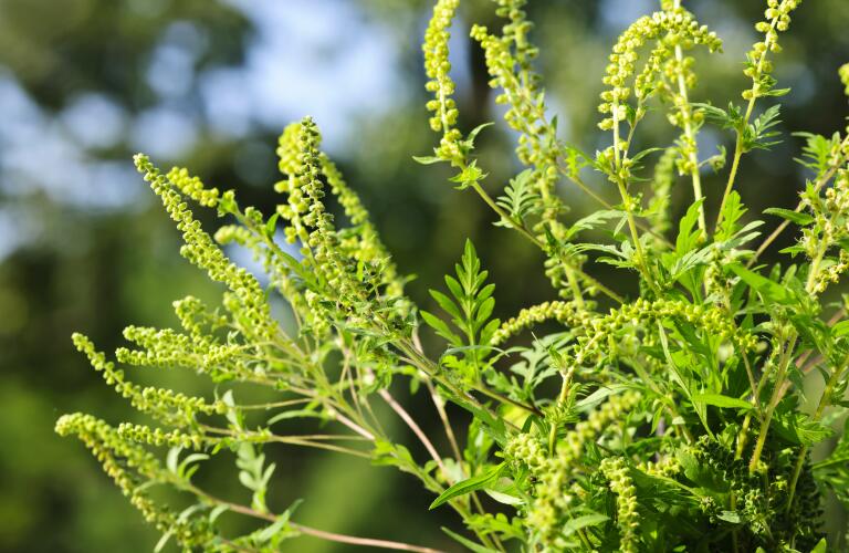 ragweed, a common allergen