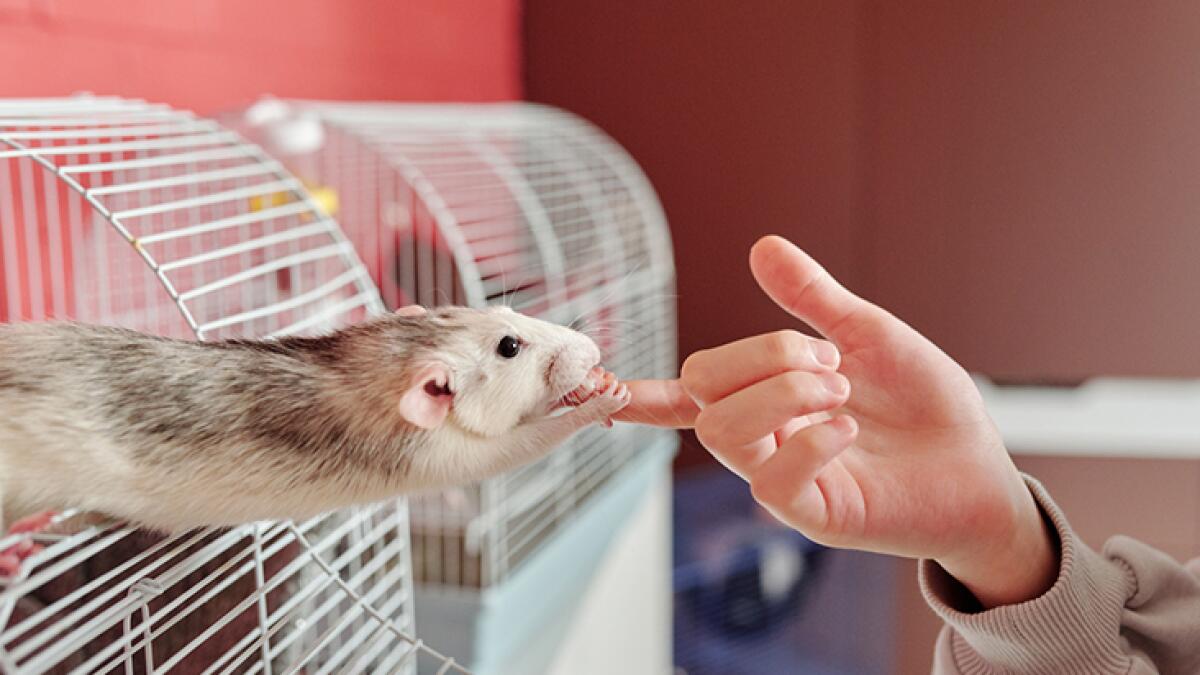 kan zijn Medisch wangedrag Pelgrim Rat Bites: Rat Bite Fever and More