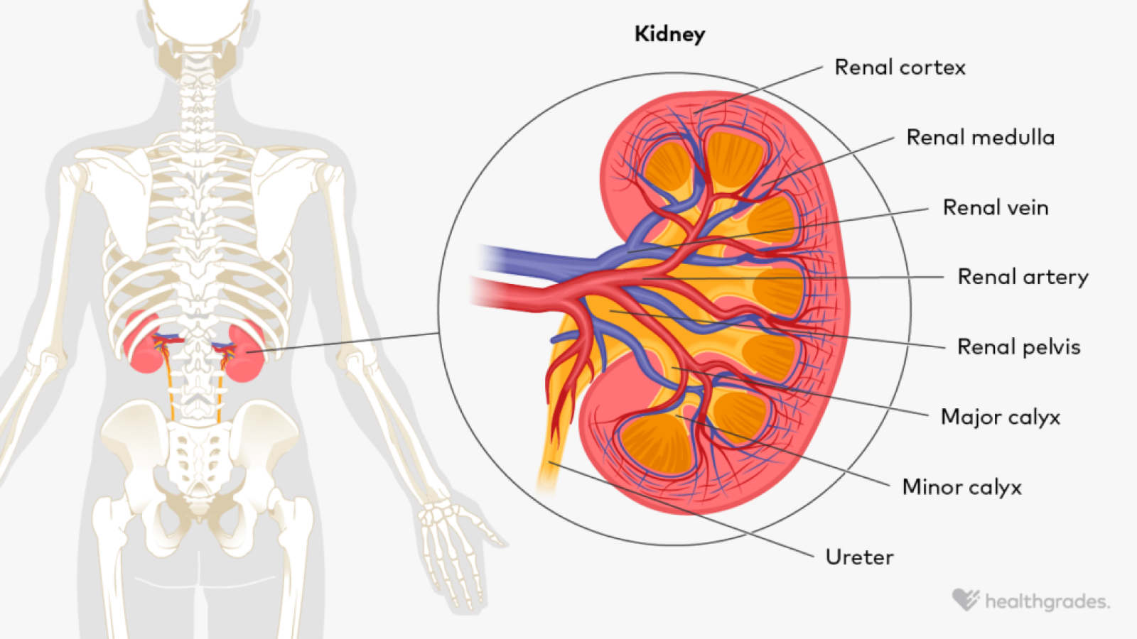Kidney Ultrasound: Purpose, Procedure, and Risks