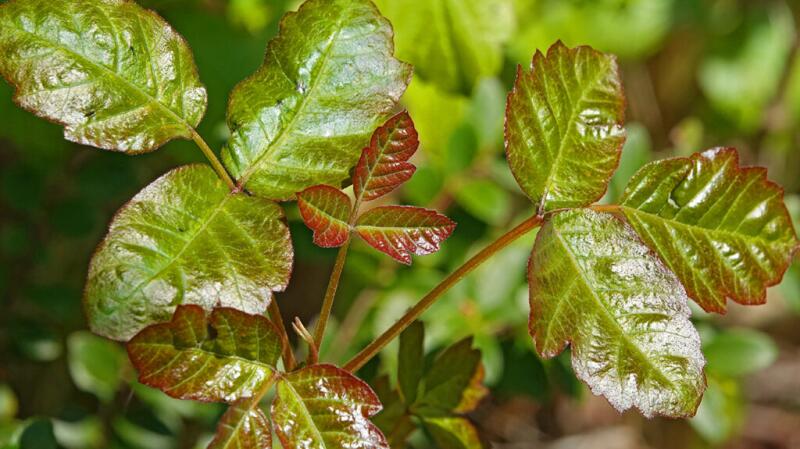 Image of poison sumac plant