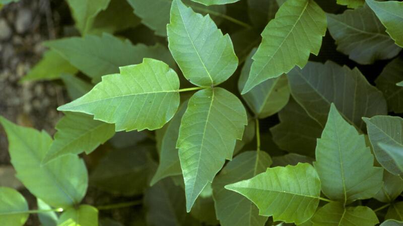 Image of poison oak plant