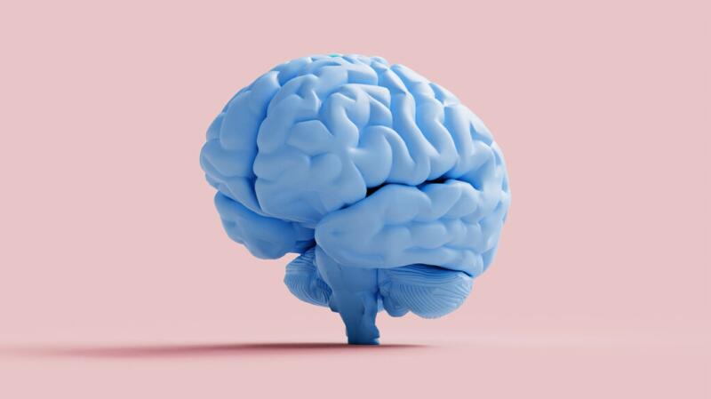 there is a model of a blue brain on a pink background