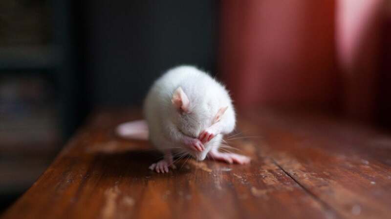 Image of a white rat cleaning its face on a wooden floor