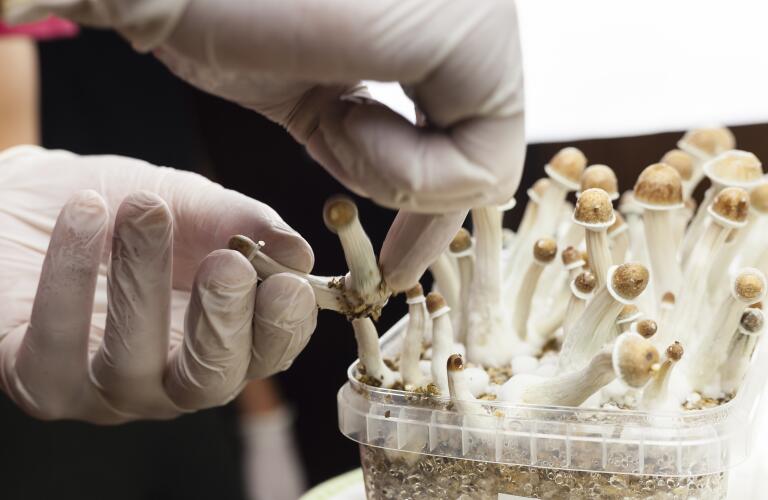 Psilocybin mushrooms growing in magic mushroom breads on an isolated plastic environment being collected by expert hands wearing white latex medical gloves; fungi hallucinogen drug production concept