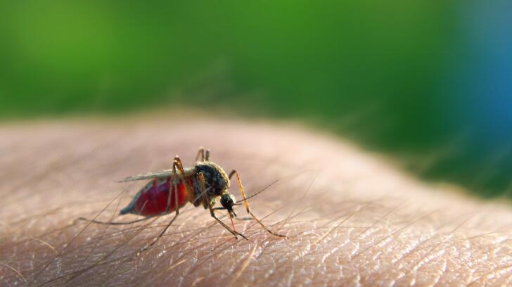 mosquito-on-arm