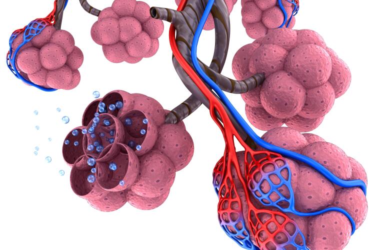 illustration of alveoli (tiny air sacs) in lungs and blood oxygen exchange
