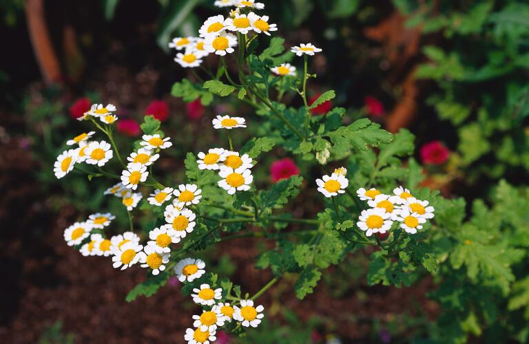 feverfew