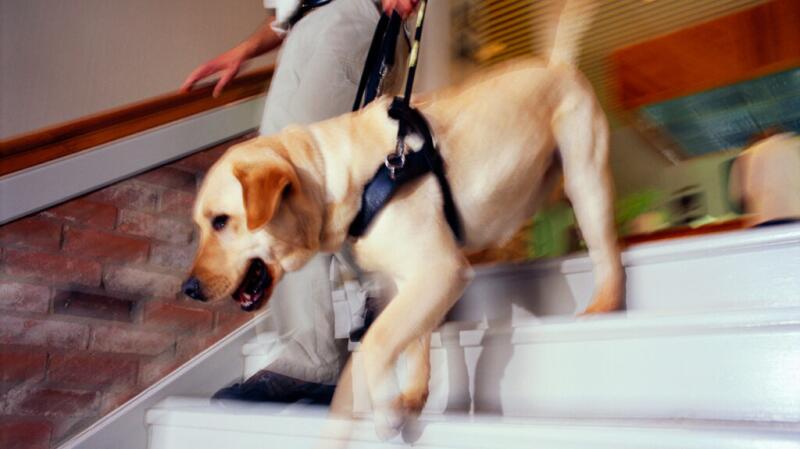 A person walks down some stairs while holding the harness of a service dog.