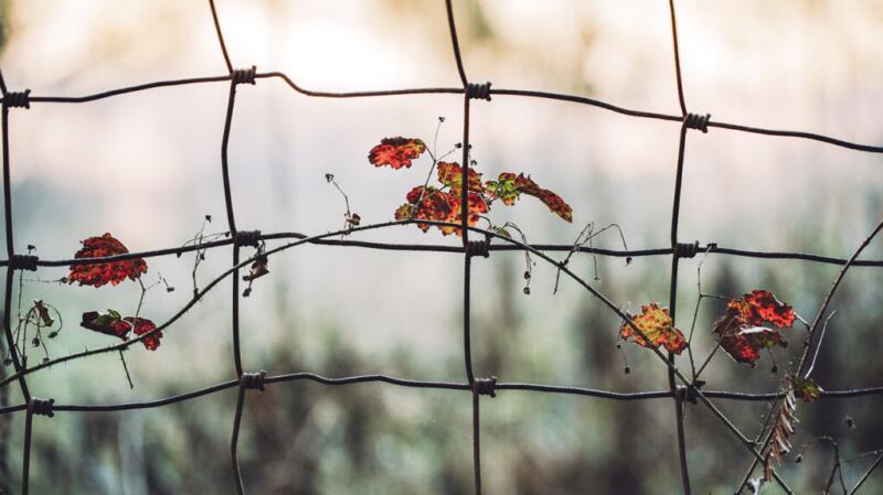 Image of plant behind a wire fence