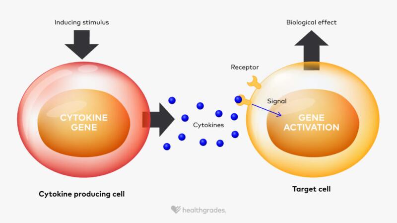 Illustration of how cytokines work. Cytokines bind to the receptors of a target cell to signal a response.