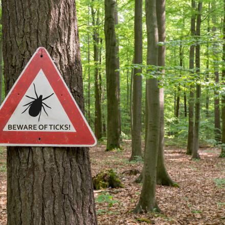 Alpha-gal syndrome is an allergy to meat that can develop after a Lone Star tick bite. Learn more about why alpha-gal syndrome can occur, symptoms and treatements of alpha-gal syndrome, and how alpha-gal syndrome relates to Lyme disease.