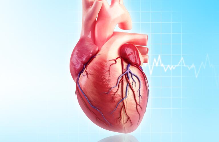 Human heart