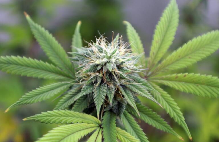 thc and semaglutide Can Medical Marijuana Help RA?