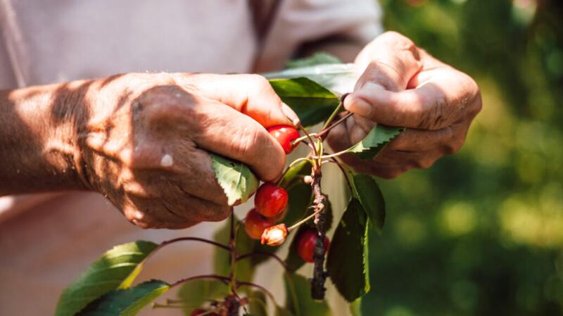 There is a closeup of a pair of hands holding some fruit.
