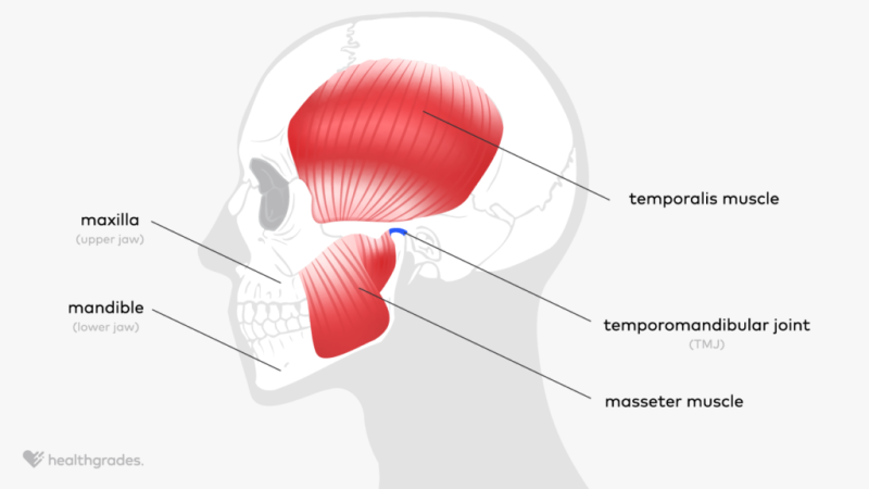 Masseter Muscle: Origin, Function, and Related Conditions
