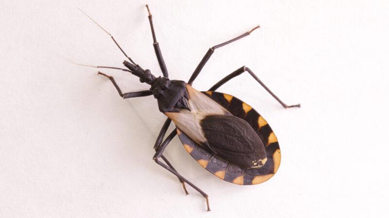 image of a triatomine bug