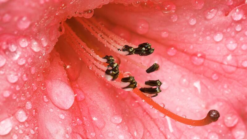 Close up of a flower