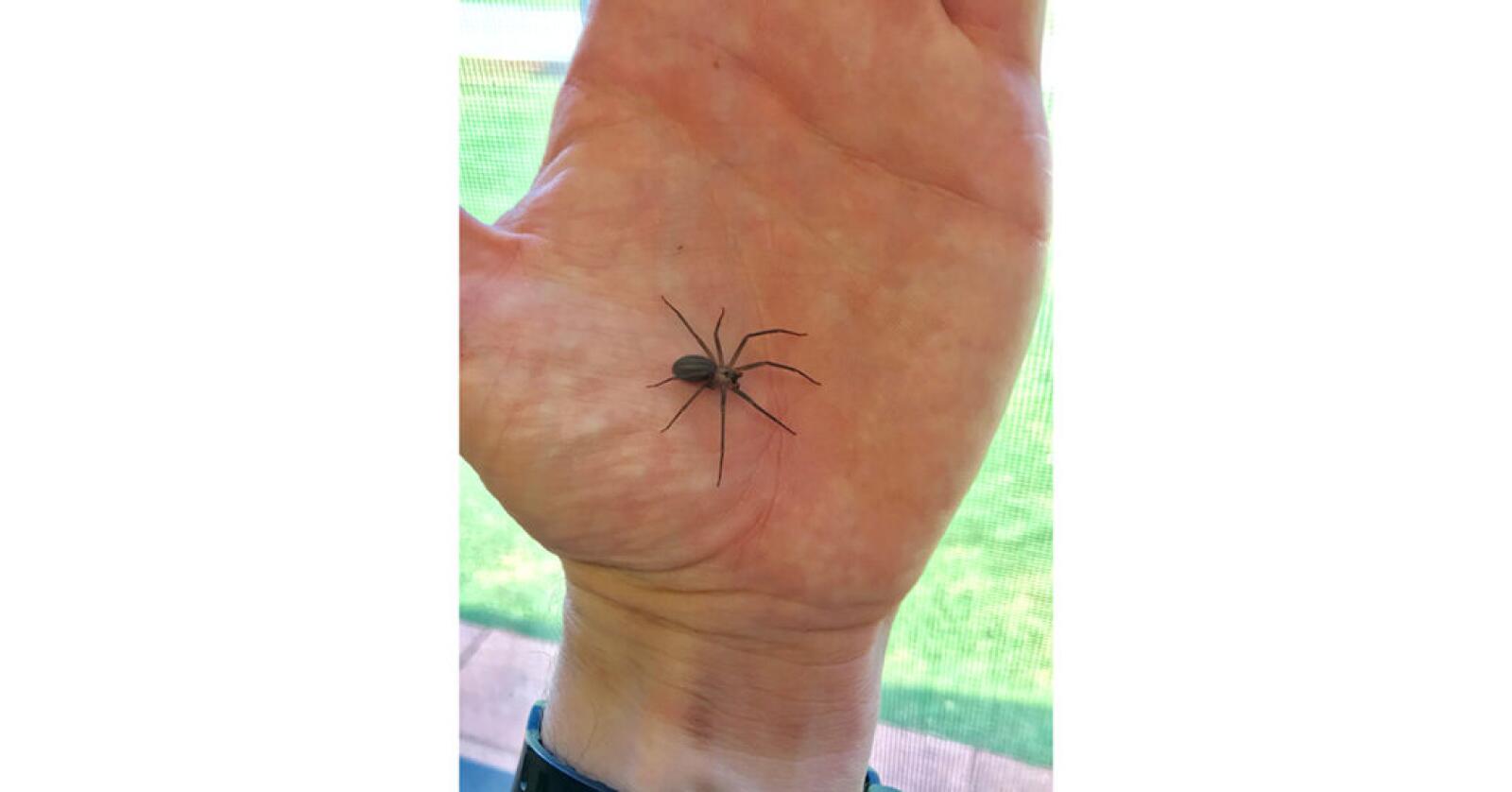 Brown Recluse Spider Bite: Pictures, Symptoms, Care, and More