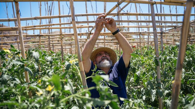 Older man working outdoors in sunny garden