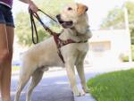 Service dog helping a woman with visual impairment at a curb