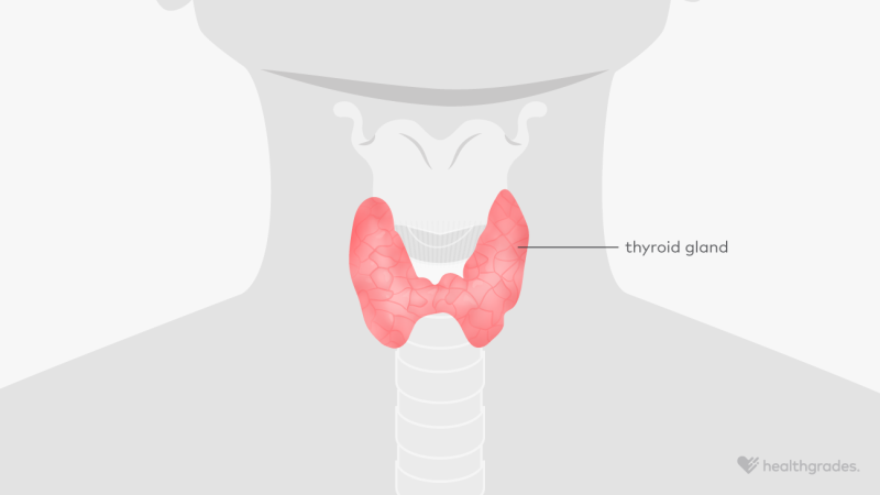 An illustration pointing out the thyroid gland in the neck