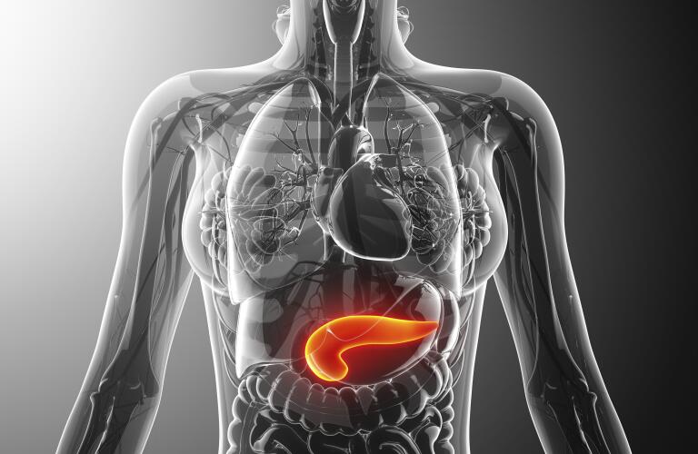Human pancreas, artwork