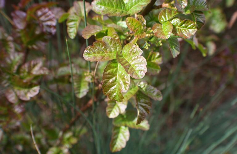 Poison Oak Plant