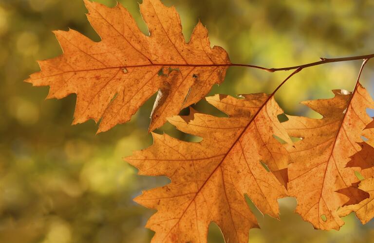 Autumn leaves
