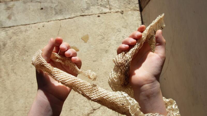 Snake skin wrapped around hands