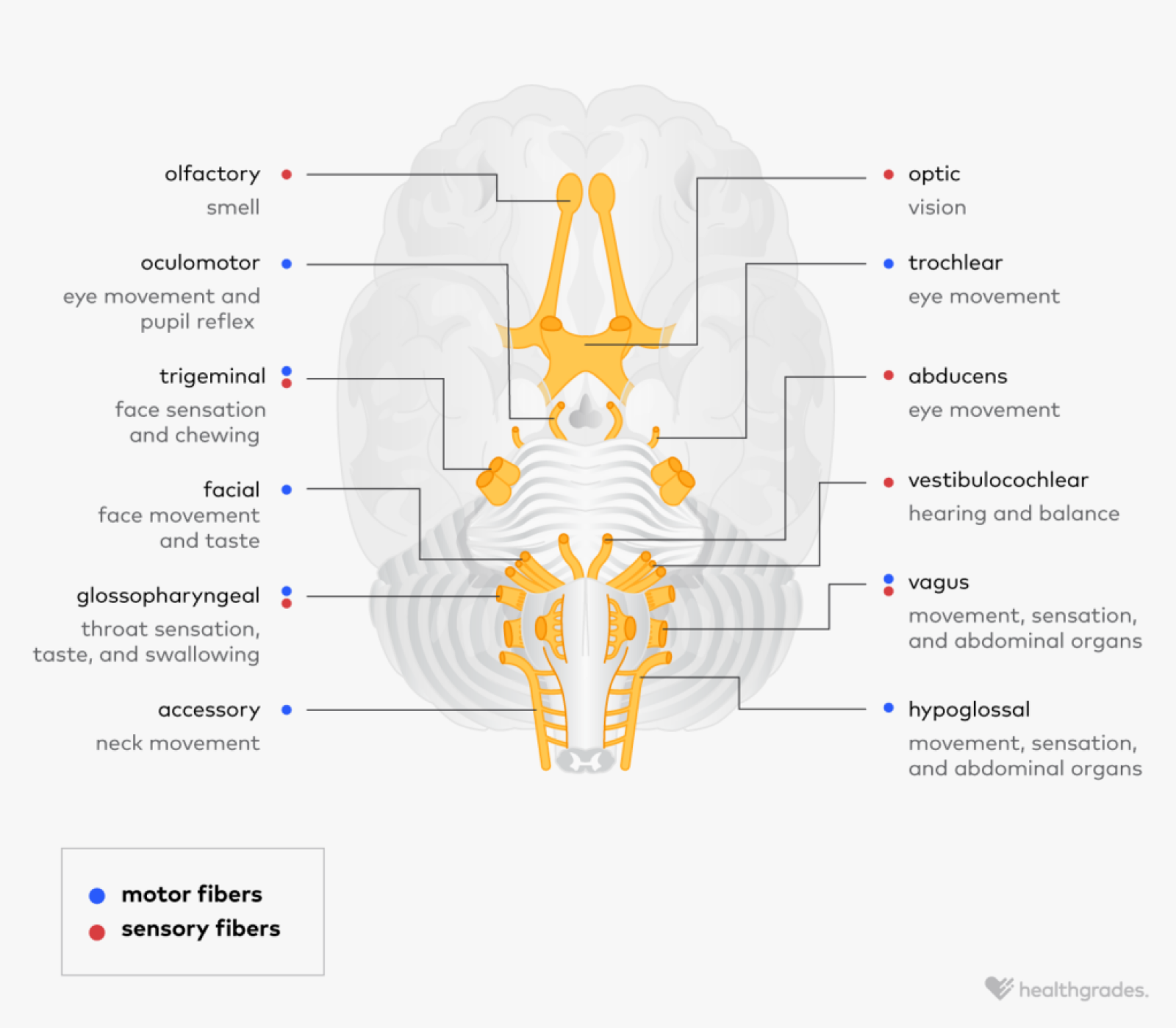 Nerves Job Cranial Nerves: Anatomy, Function, and Related Conditions