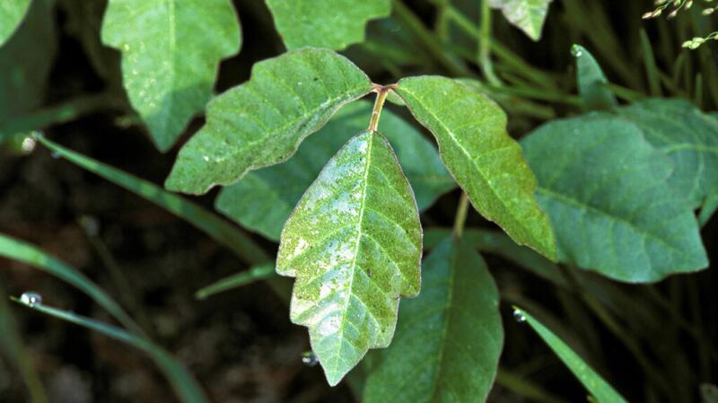 Image of poison ivy plant